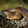 Uzovka stromova - Zamenis longissimus - Aesculapean Snake o0091